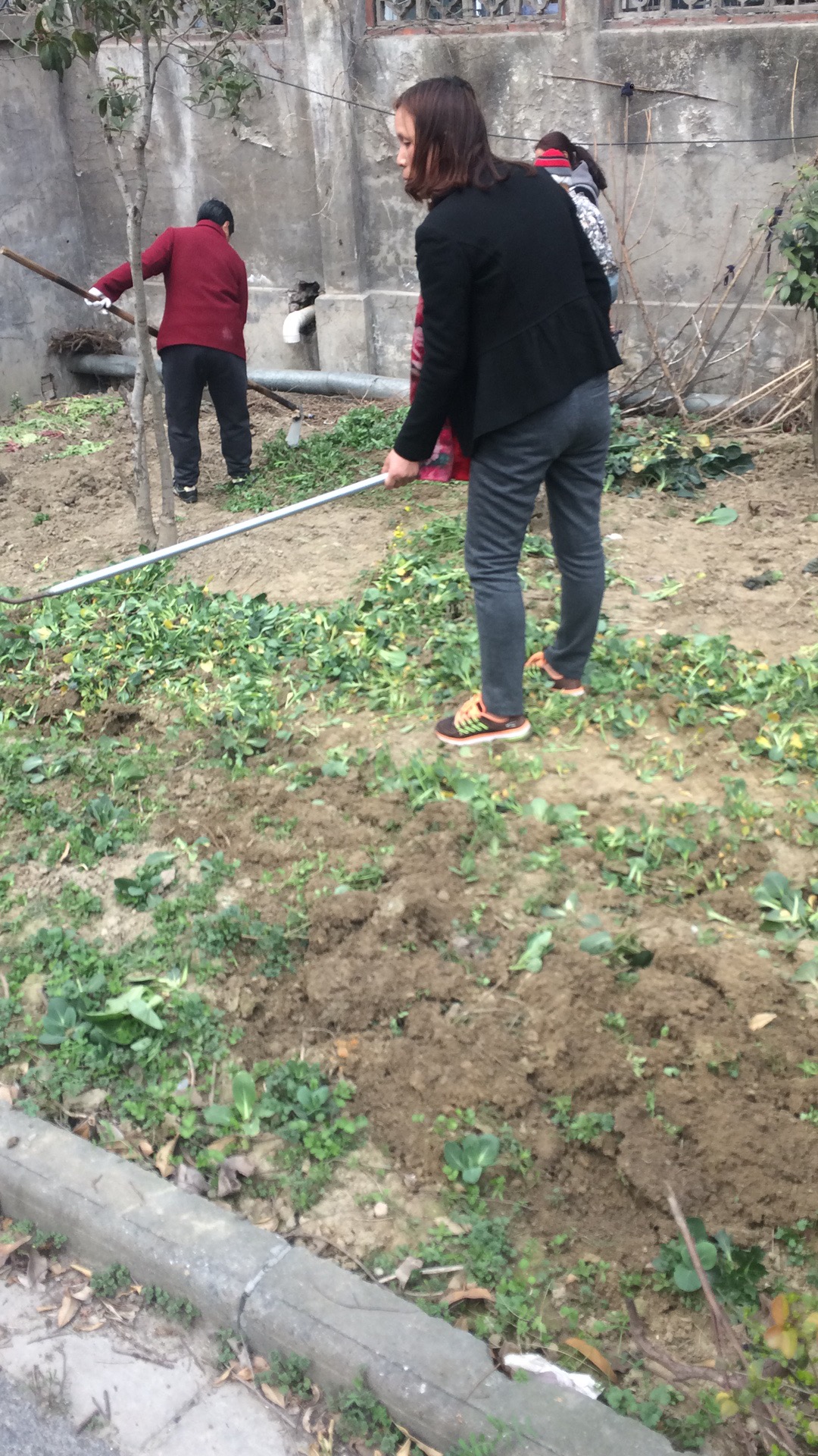 图为马慧芳代表带领社区干群清理小区绿化带内种菜，恢复绿化